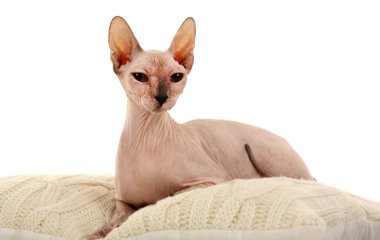 sphynx tüysüz kedi üzerinde beyaz izole