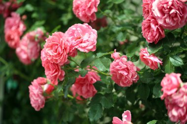 Yeşil Bush güzel güller