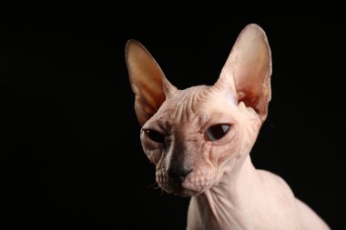 alında saç çizgisi Sphynx kedi siyah arka plan üzerine