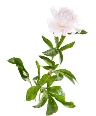 güzel beyaz Şakayık çiçeği, üzerinde beyaz izole