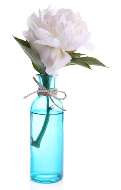 Beautiful white peony flower in glass vase, isolated on white clipart