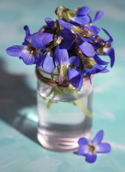 Violets flowers on blue background — Stock Photo, Image