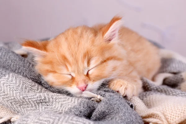 Carino piccolo gattino rosso che dorme su plaid morbido, su sfondo luminoso — Foto Stock