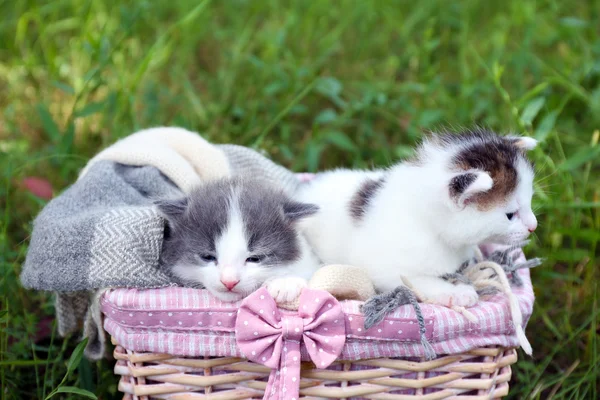 Cute little kittens in basket on green grass in park — Stock Photo, Image