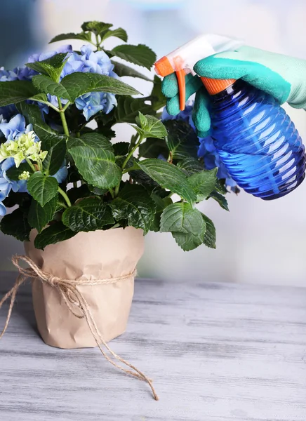 Proces van de zorg voor hortensia bloem op lichte achtergrond — Stockfoto