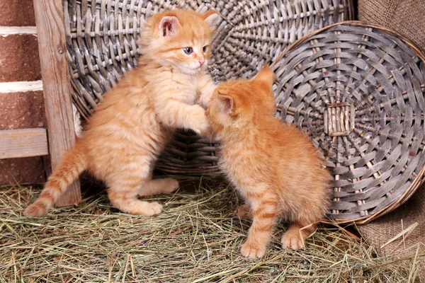 可爱的小红色小猫上柳条垫背景下，在户外玩 — 图库照片