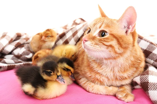 Gatto rosso con simpatici anatroccoli sul cuscino rosa da vicino — Foto Stock