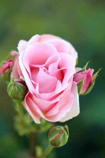 Beautiful pink rose on green bush — Stock Photo, Image