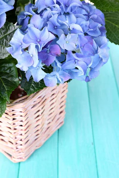 Hydrangea in basket on table close-up — Stock Photo, Image