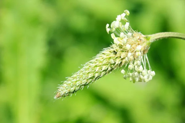 Beautiful flower outdoors — Stock Photo, Image