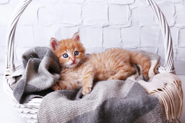 Mignon petit chaton rouge relaxant dans le panier, sur fond clair — Photo