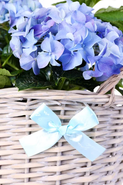 Hydrangea in basket close-up — Stock Photo, Image