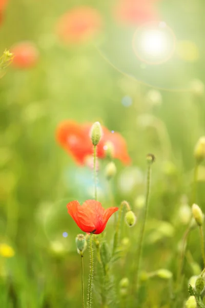 Flores de amapola, al aire libre — Foto de Stock
