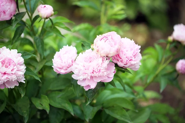 Beautiful pink peonies on green bush in garden — Stock Photo, Image