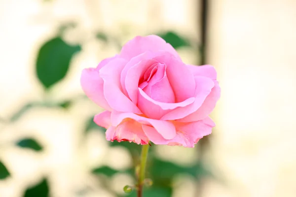 Mooie roze roos op groene bush — Stockfoto