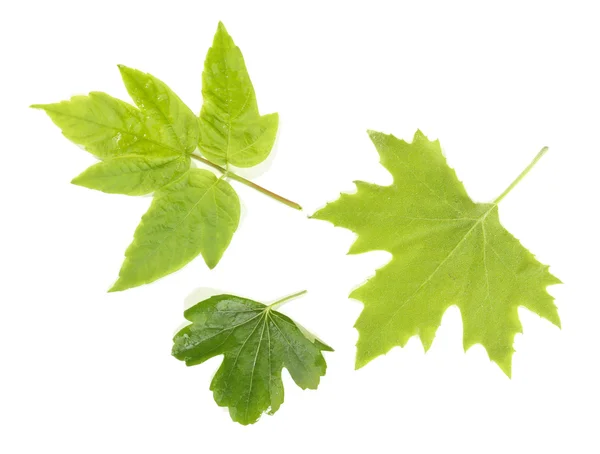 Groene bladeren geïsoleerd op wit — Stockfoto