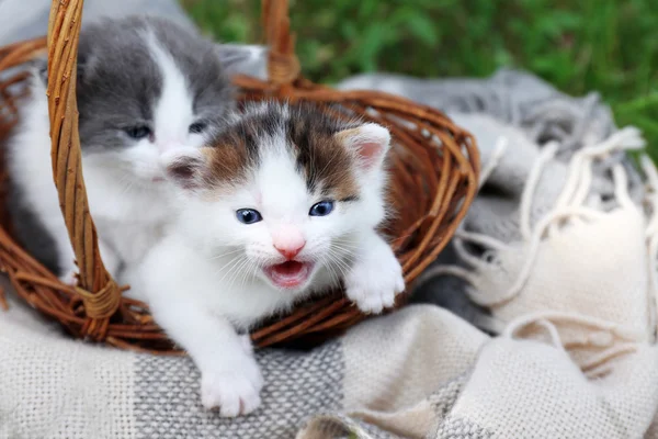 Cute little kittens in basket on green grass in park