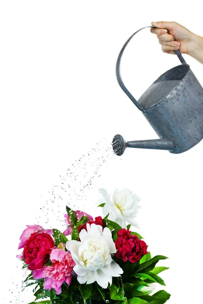 Agua puede regar flores aisladas en blanco — Foto de Stock