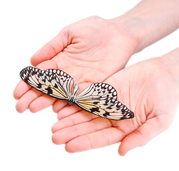 Schöner Schmetterling auf Händen, isoliert auf weiß — Stockfoto