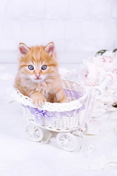 Mignon petit chaton rouge dormant dans un panier décoratif, sur fond lumineux — Photo