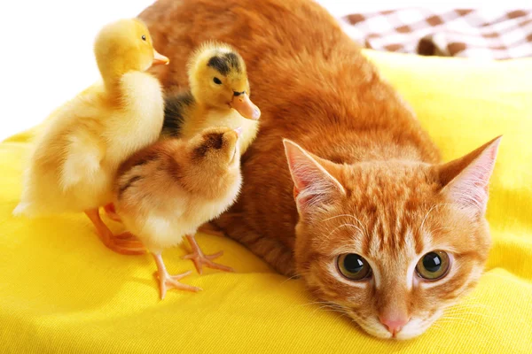 Gato rojo con patitos lindos en almohada amarilla de cerca — Foto de Stock