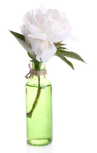 Hermosa flor de peonía blanca en jarrón de vidrio, aislado en blanco — Foto de Stock