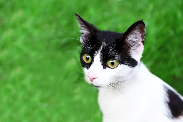 Cute cat on green background — Stock Photo, Image