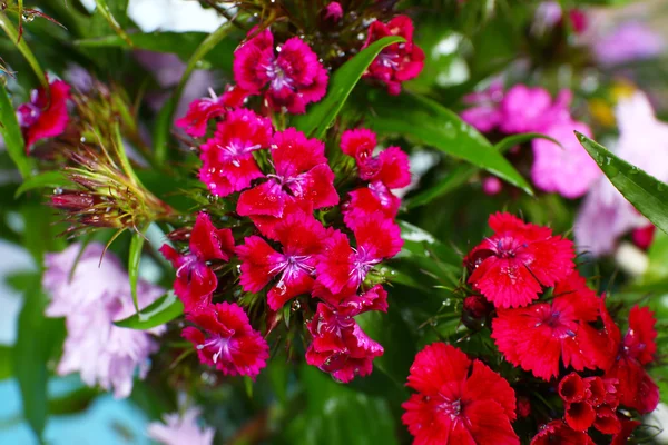 Beautiful flowers close up — Stock Photo, Image