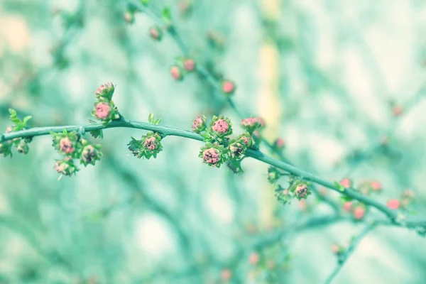 Açık havada ağaç üzerinde güzel bahar yaprak — Stok fotoğraf