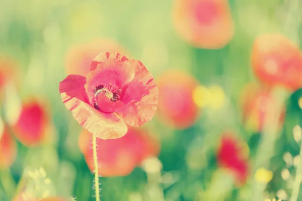 Prado con hermosas flores de amapola de color rojo brillante en primavera — Foto de Stock