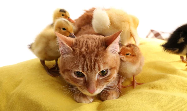 Kırmızı kedi sarı yastık üzerinde sevimli ördek yavrusu ile yakın çekim — Stok fotoğraf