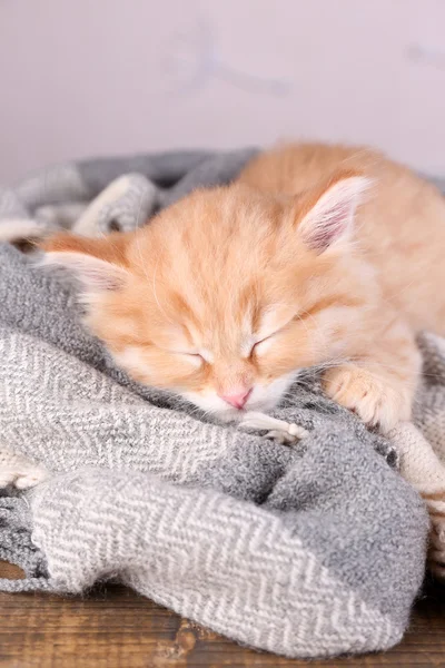 Söt liten röd kattunge sover på mjuk Pläd, på ljus bakgrund — Stockfoto