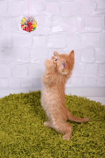 Roztomilé koťátko červené na měkký zelený koberec, na světlé zdi pozadí — Stock fotografie