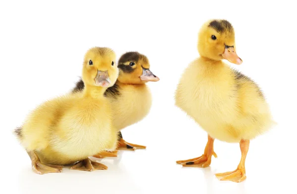 Pequenos patinhos bonitos isolados em branco — Fotografia de Stock