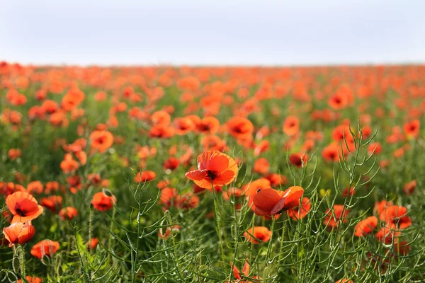 Vallmo blommor utomhus — Stockfoto