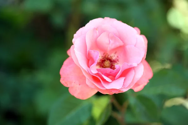 Όμορφο ροζ τριαντάφυλλο στο πράσινο Μπους — Φωτογραφία Αρχείου
