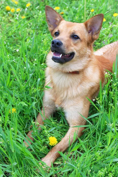 Grappige schattige hond, buitenshuis — Stockfoto