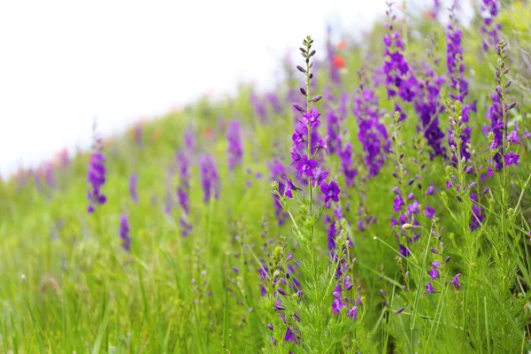 Beautiful wild flowers in field — Stock Photo, Image
