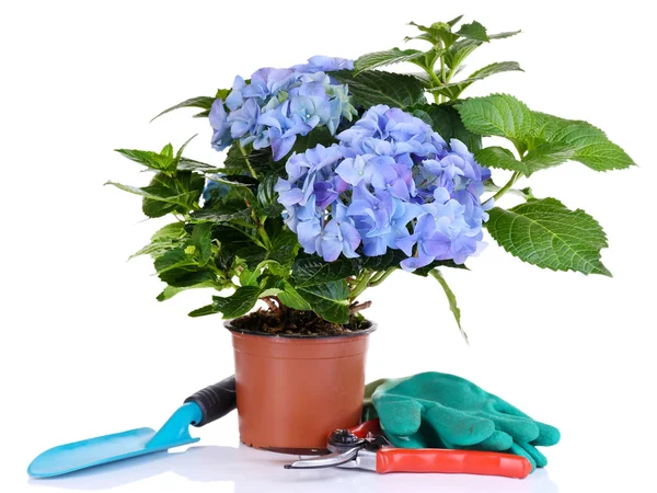 Hortensia in bloempot met tuingereedschap geïsoleerd op wit — Stockfoto