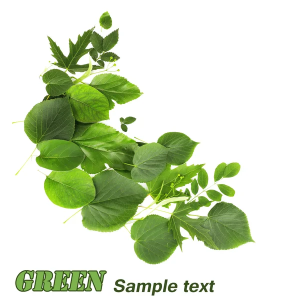 Green leaves isolated on white — Stock Photo, Image