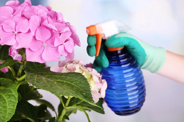 Prozess der Pflege der Hortensienblüte auf hellem Hintergrund — Stockfoto