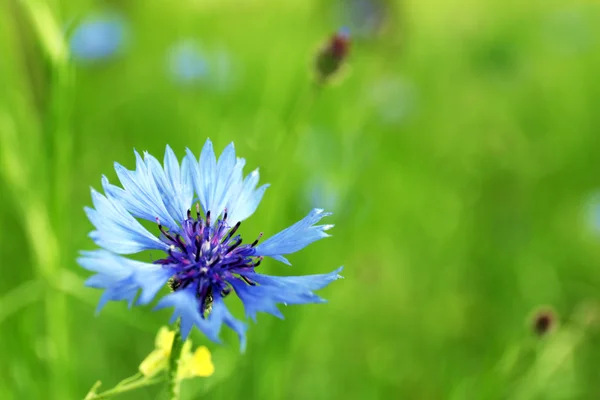 Beautiful cornflower, outdoors — Stock Photo, Image