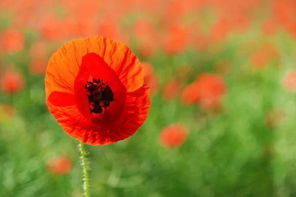 Fleurs de pavot à l'extérieur — Photo