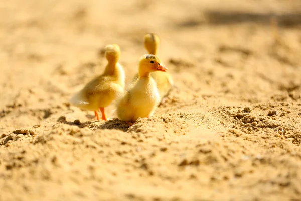 Little cute ducklings on sand, outdoors — Stock Photo, Image
