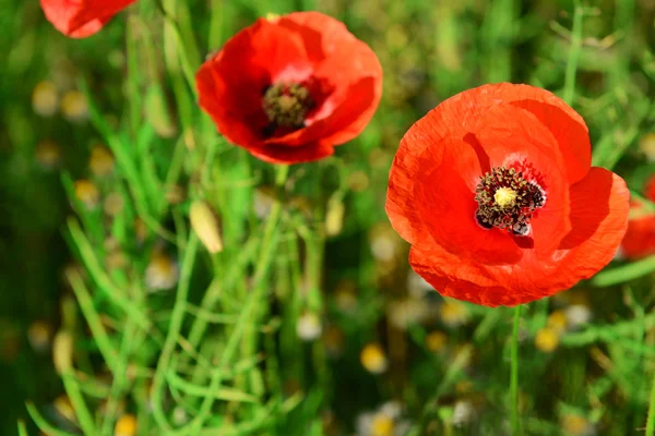 Poppy flowers outdoors — Stock Photo, Image