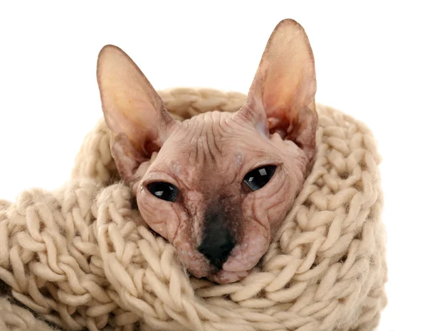 Sphynx kot bezwłosy w ciepłym szalikiem na białym tle — Zdjęcie stockowe
