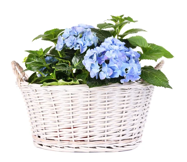 Hydrangea in basket isolated on white — Stock Photo, Image