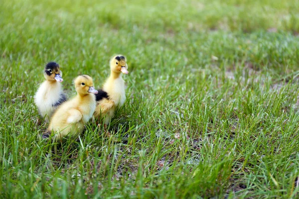 Piccoli simpatici anatroccoli su erba verde, all'aperto — Foto Stock