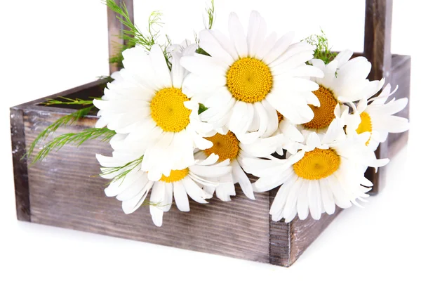 Beautiful flowers in crate isolated on white — Stock Photo, Image