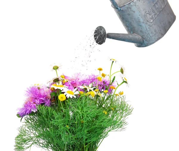Water can watering flowers isolated on white — Stock Photo, Image